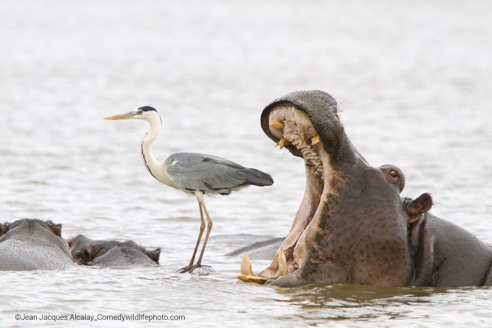 Un français parmi les gagnants du concours photo « Comedy Wildlife Photography Awards »