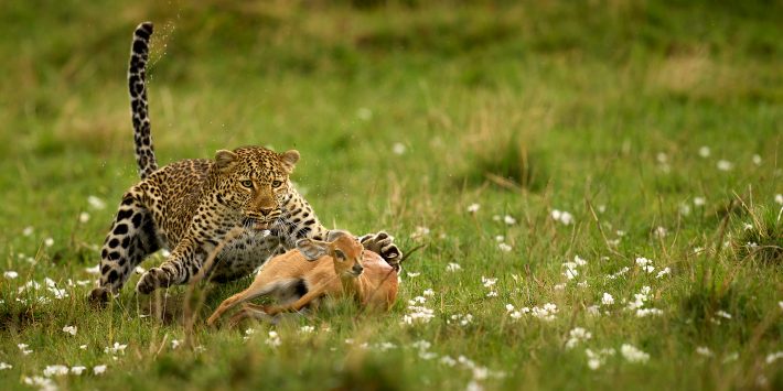 Les gagnants du concours photo « Capturing Ecology 2022 »