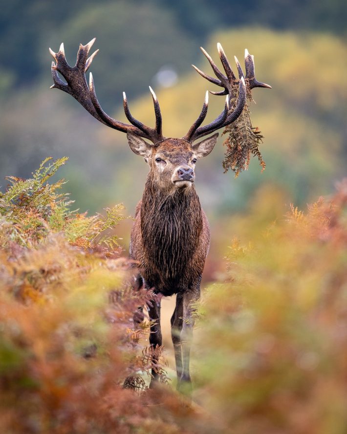 Proud Stag, Joshua Copping