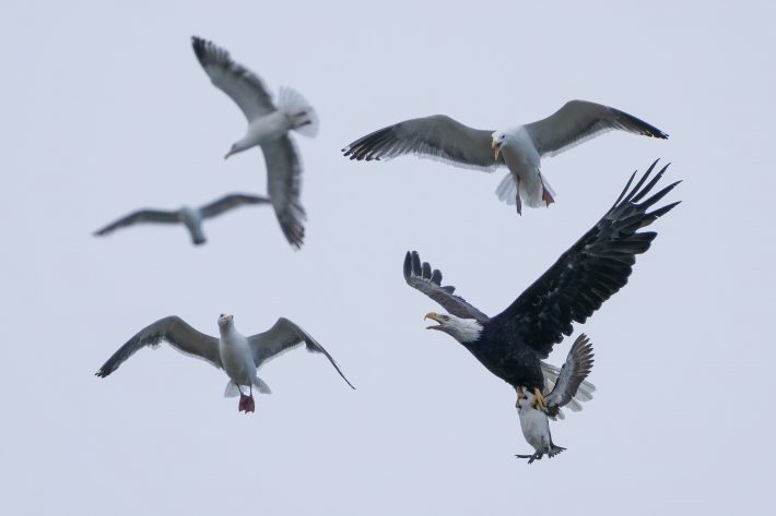 Takeout, Sam Eberhard