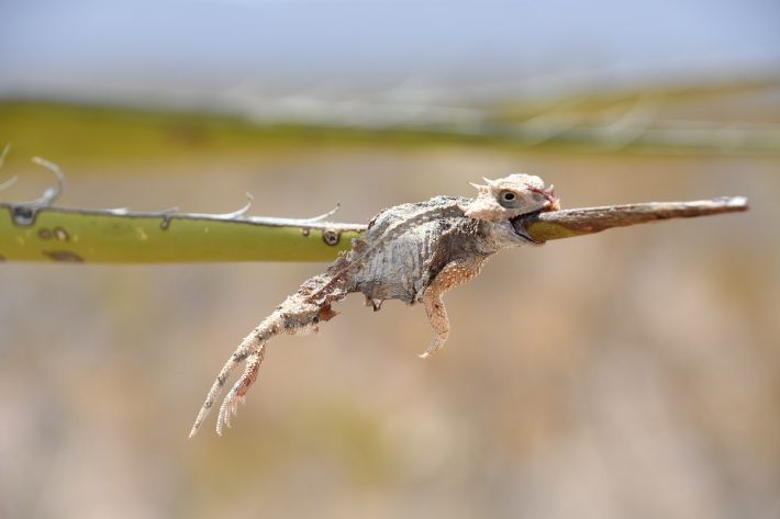 The shrike strikes again, Jennifer Holguin