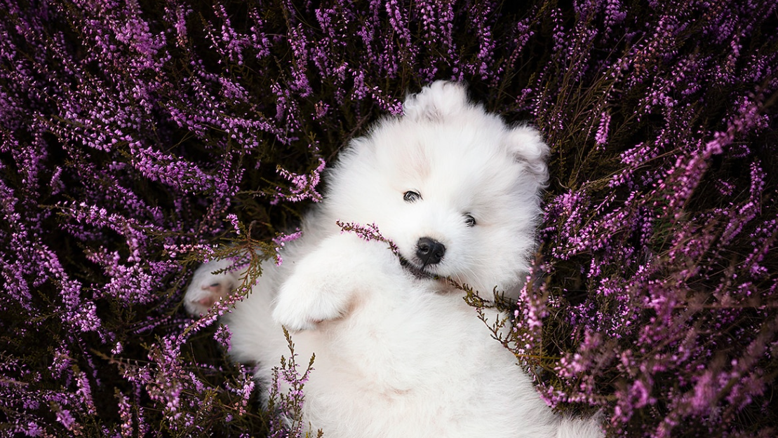Passion-chien : Voici les photos gagnantes des Dog Photography Awards 2022