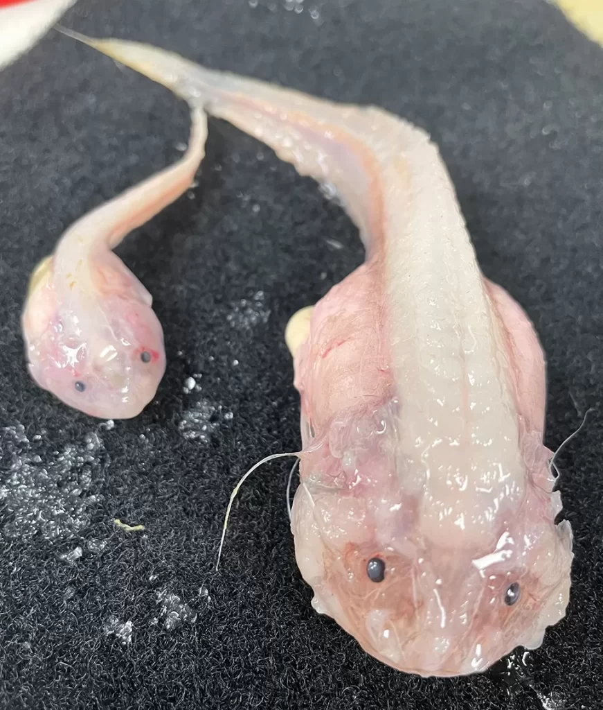 Deux poissons Pseudoliparis belyaevi snailfish péchés à 8 022 mètres sous l'océan.