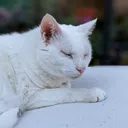 Une vidéo d'un chat générée par l'intelligence artificielle Phenaki de Google DeepMind