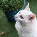 Une vidéo d'un chat générée par l'intelligence artificielle Phenaki de Google DeepMind