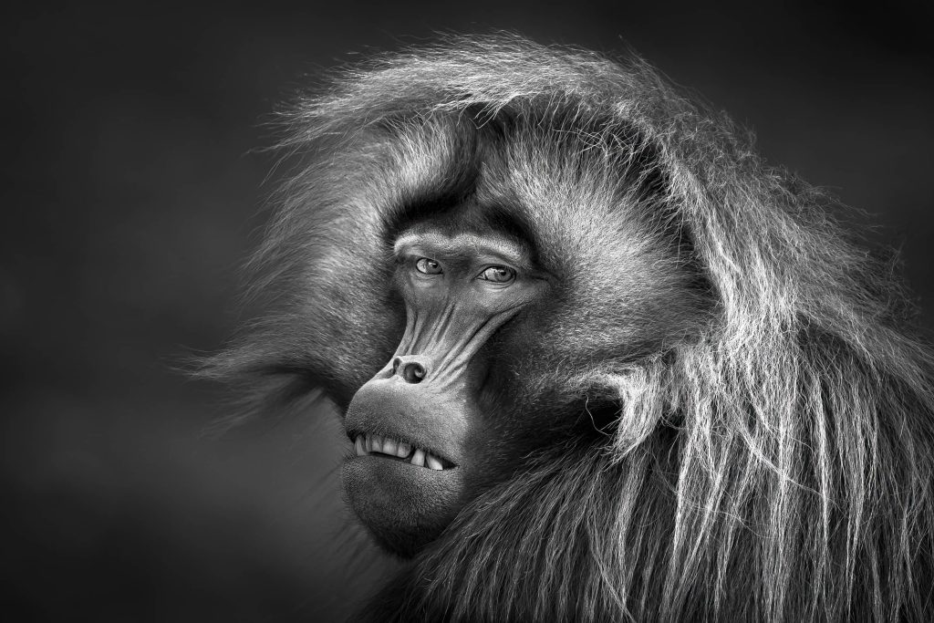 "My Copyright" du français Patrice Quillard, qui remporte grâce à ce cliché les Black and White Photo Awards 2023