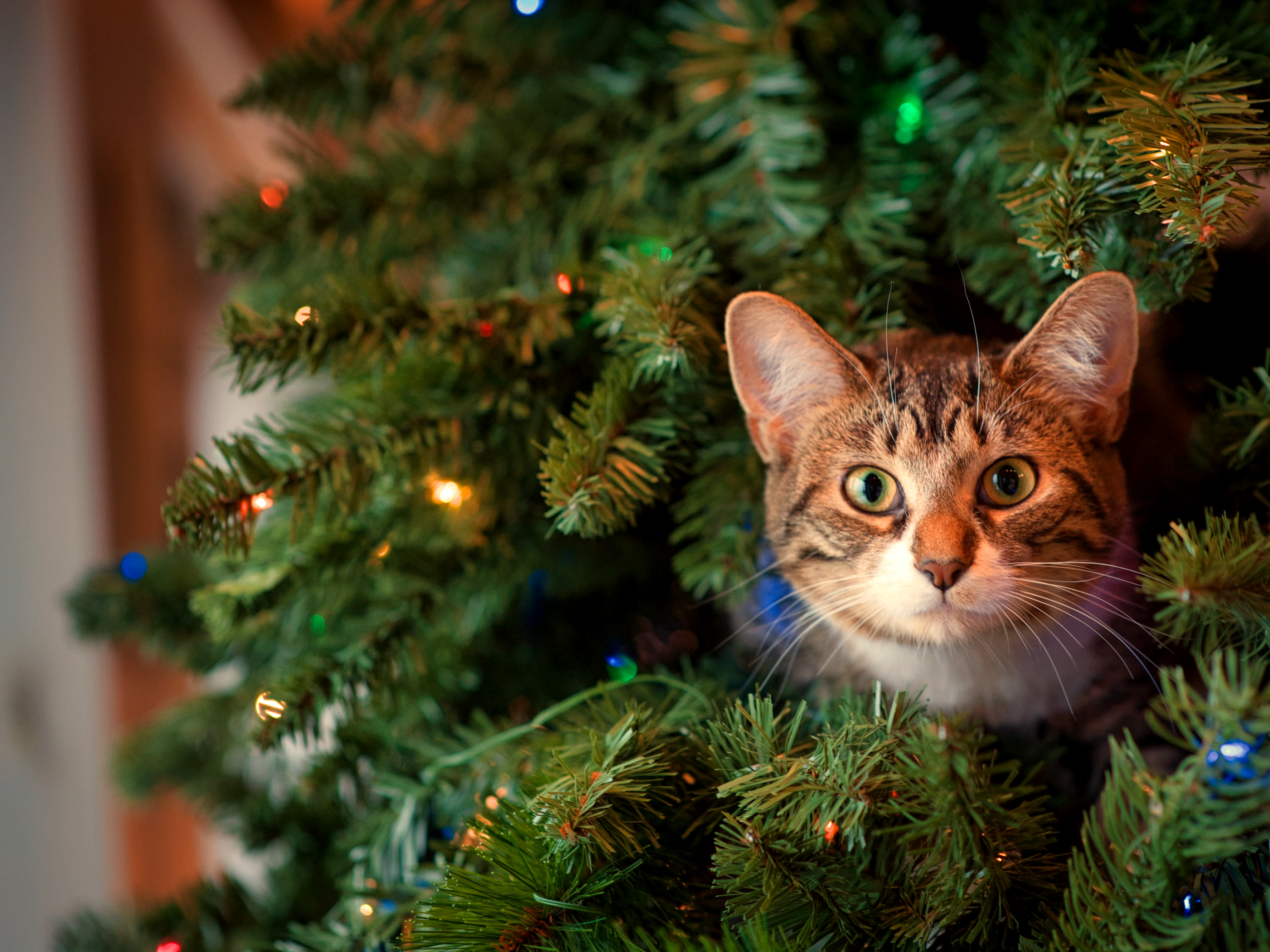 D’où vient l’odeur des sapins de Noël ? D’un produit chimique, étudié par des scientifiques