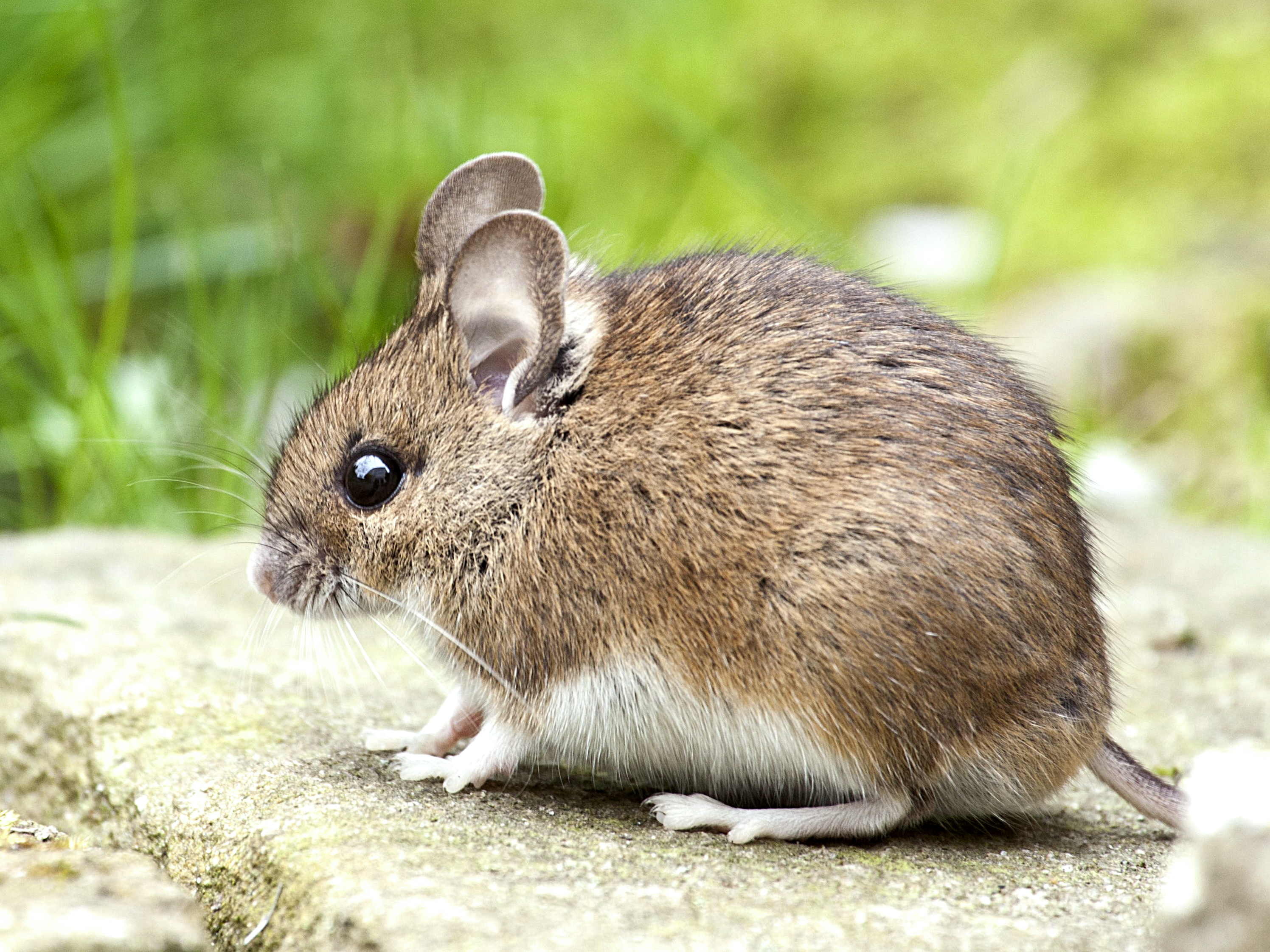 Des souris retrouvent la vue grâce à l’amélioration d’une méthode d’édition génétique