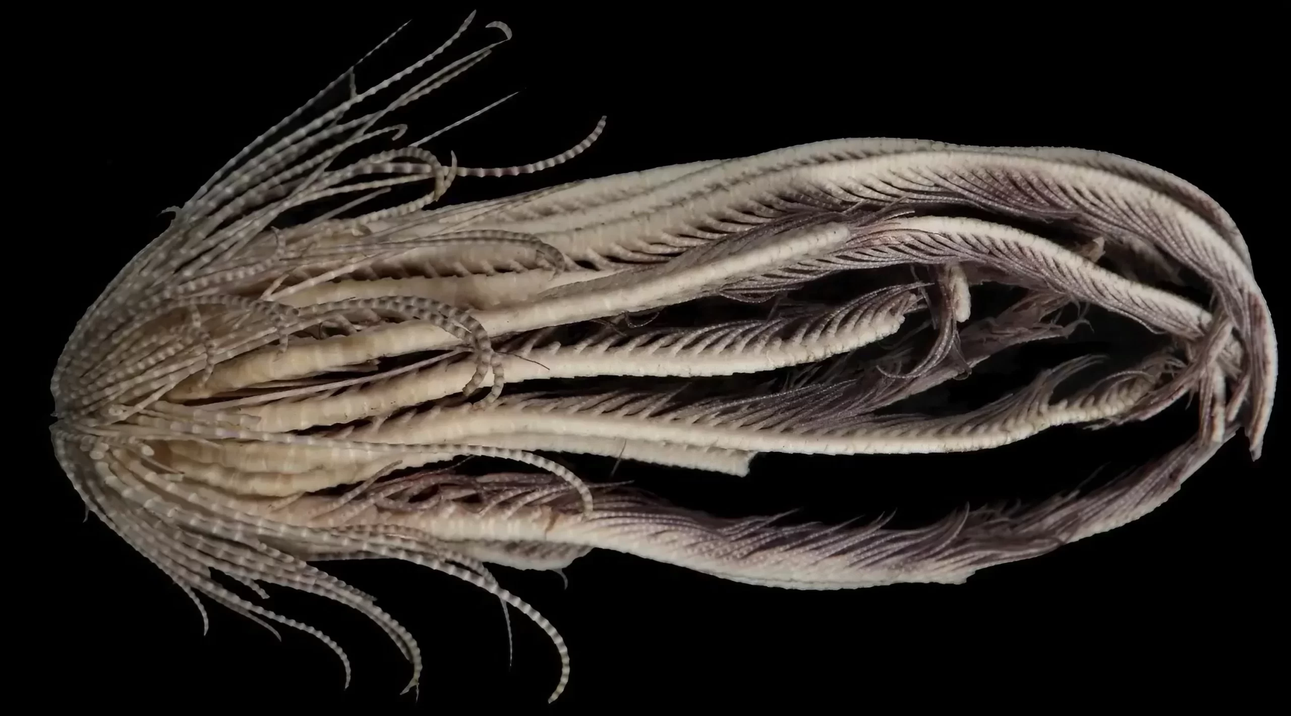 Un spécimen complet de Promachocrinus fragarius, avec ses bras tentaculaires d'environ 20 à 25cm de long.
