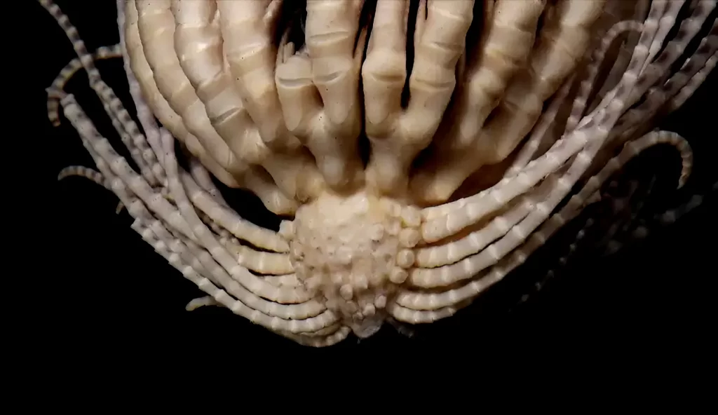 La "tête" en forme de "fraise" d'un Promachocrinus fragarius, d'où vient son surnom de Antarctic strawberry feather star.