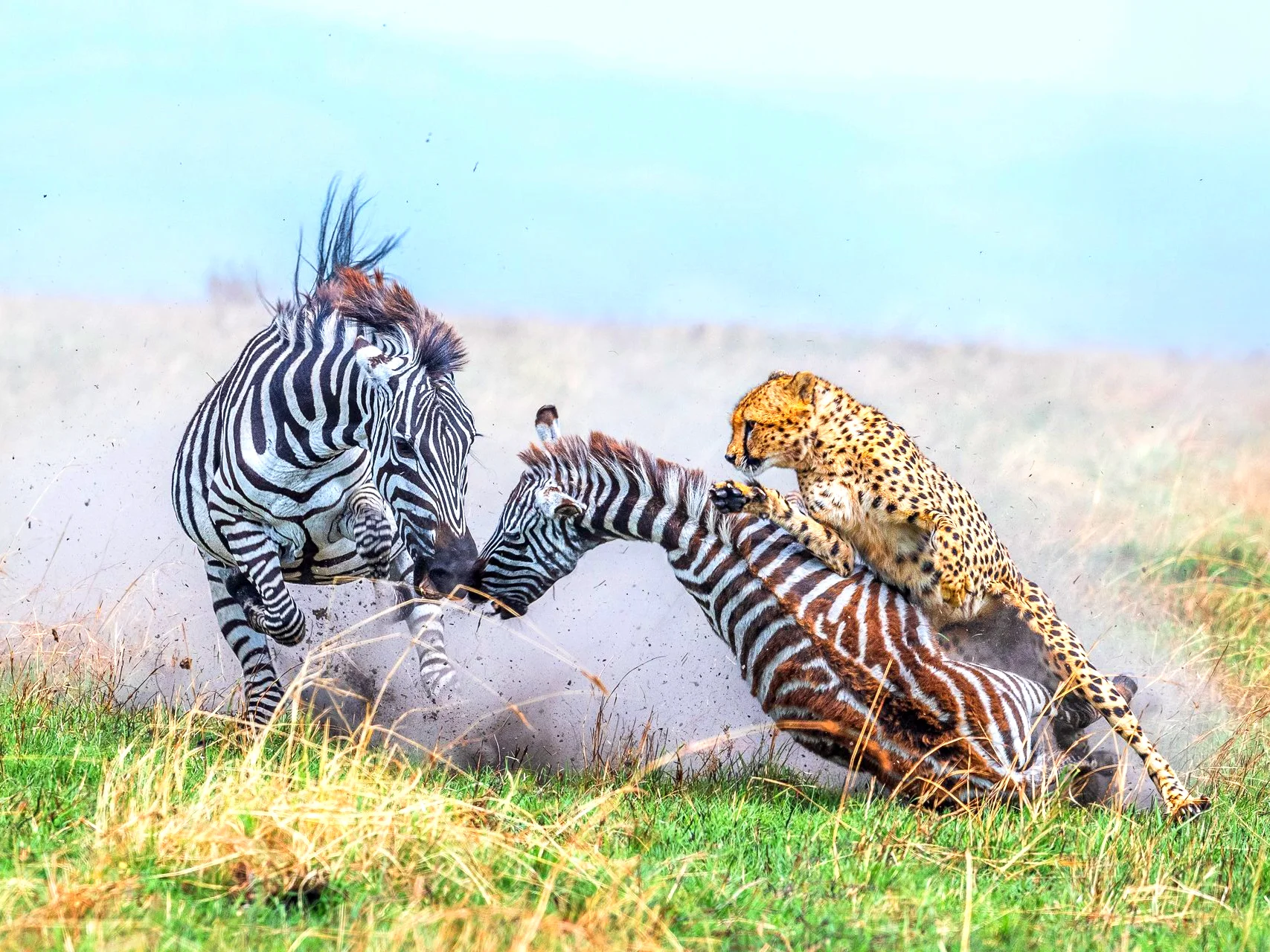 Les 12 clichés gagnants des World Nature Photography Awards 2024
