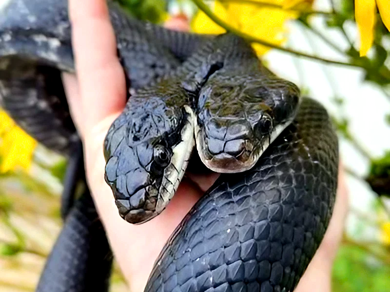 Un serpent à deux têtes opéré avec succès aux Etats-Unis